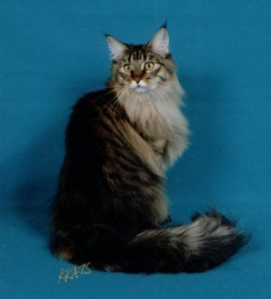 Main Coon Cats - Teena Turner at 1 Year - Sister of Cyrus Teena Turner at 1 Year - Sister of Cyrus
